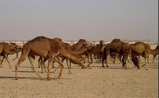 سفر به رضاآباد خارتوران + تصاویر
