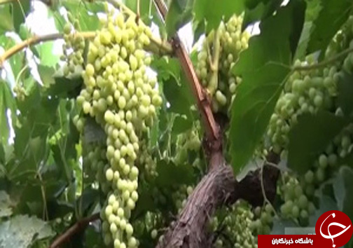 از جشن سولو تا تنوع سنگ های زینتی اردبیل