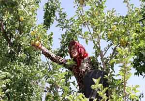 گلزار شهر سیب وگلابی