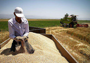سن زدگی گندم چهارمحال و بختیاری كمتر از يک درصد است