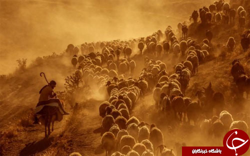 از تولد بی&zwnj;سابقه سه توله شیر در پارک ملی تا جراحت دلخراش یک بوکسور در مسابقات ریو