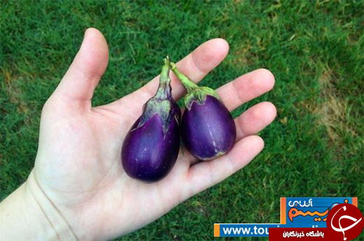 عکس/ میوه&zwnj;هایی که یک دهم اندازه واقعی هستند!