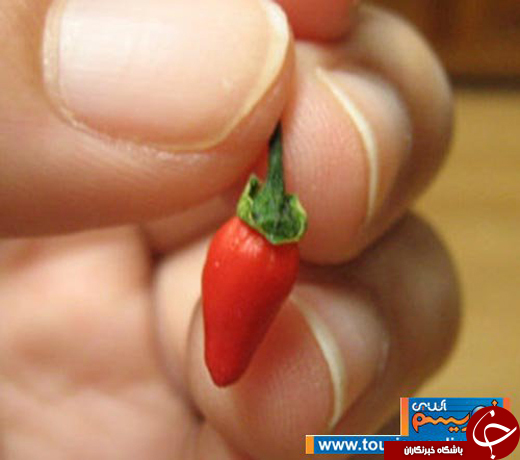 عکس/ میوه&zwnj;هایی که یک دهم اندازه واقعی هستند!