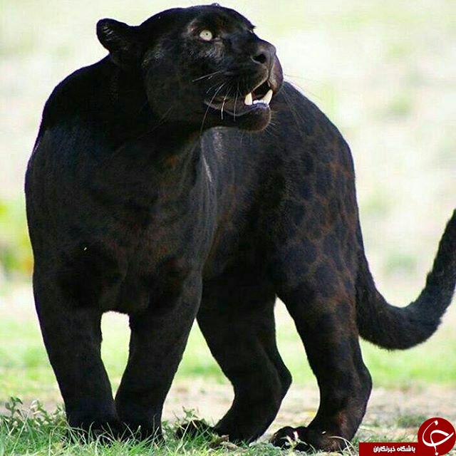 تصاویر منتخب نشنال جئوگرافیک
