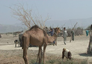 کوچ زودهنگام عشایر کنارک