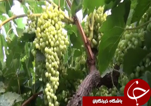 آفت زنجره باغات انگور قزوین را تهدید می&zwnj;کند + فیلم