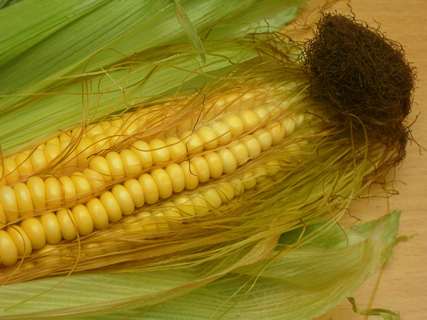 ذرت عینک آفتابی طبیعی