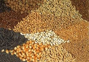 واحدهای غیر مجاز خوراک دام آفت به جان تولیدکنندگان انداخت
