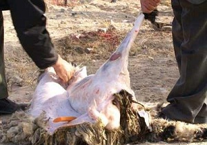 کشتارکننده غیرمجازدام محکوم به حبس شد