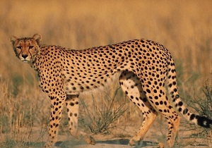 جشنواره ملی یوزپلنگ ایرانی برگزار می شود