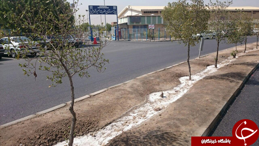 رنگ سفید باغچه&zwnj;ها در اهواز + فیلم