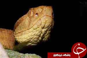 جانوری که زهرش بدن را ذوب می کند !+عکس