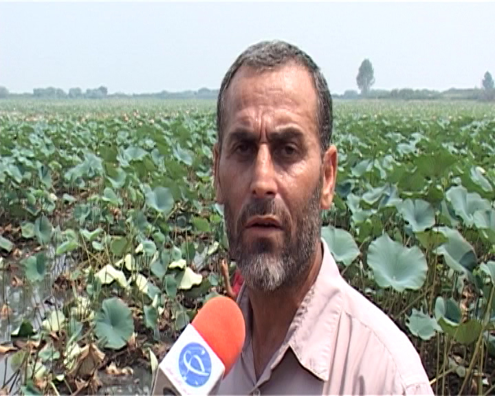 خودنمایی پسته های شمال در مرداب