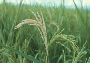 مبارزه بیولوژیک با آفات گیاهی