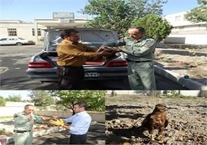 تحویل یک بهله پرنده شکاری سارگپه به اداره حفاظت محیط زیست
