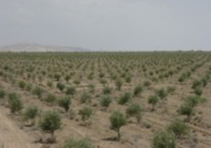 آزاد سازی اراضی ملی از دست سود جویان در فارس
