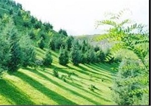 اجرای پروژه ملی کمربند حفاظتی‌سبز در کالپوش