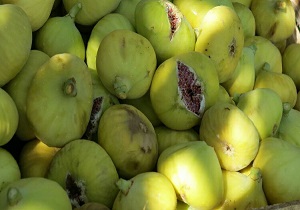 برداشت محصول انجیر از باغات سروآباد+ تصاویر