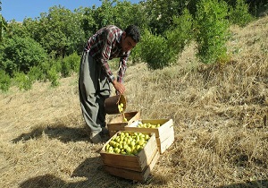 برداشت محصول انجیر از باغات سروآباد+ تصاویر