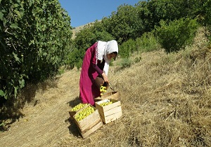 برداشت محصول انجیر از باغات سروآباد+ تصاویر