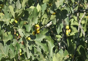 برداشت محصول انجیر از باغات سروآباد+ تصاویر