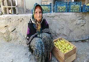 برداشت محصول انجیر از باغات سروآباد+ تصاویر