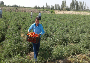 فصل برداشت انگور و گوجه فرنگی در چهاربرج + فیلم