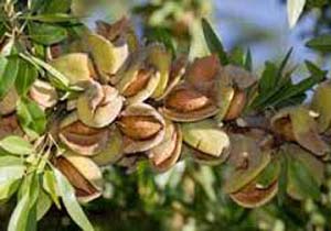 برداشت بادام درختی در ارزوئیه