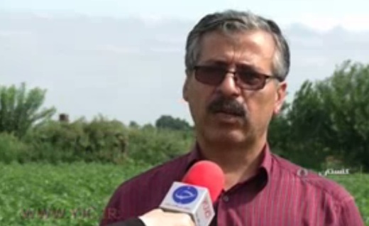 دوست کشاورز؛ داستان حشراتی که برای مبارزه با آفات به مزارع گلستان آمدند.