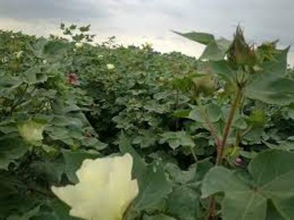 دوست کشاورز؛ داستان حشراتی که برای مبارزه با آفات به مزارع گلستان آمدند.