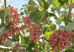 بکارگیری کارگران بومی در برداشت و نگهداری پسته