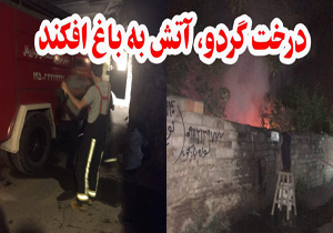 آتش گرفتن درخت گردو