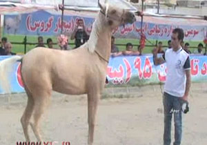 جشنواره اسب اصیل کُرد در بیجار + فیلم