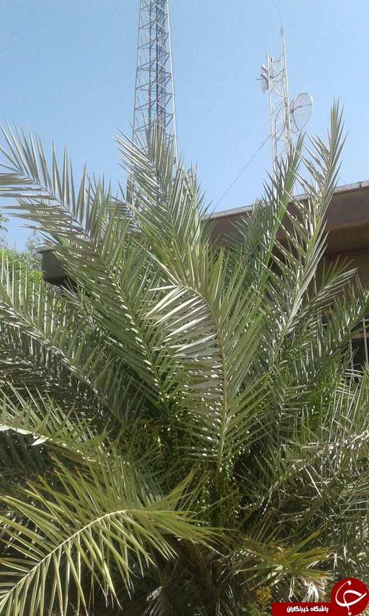 خرمای شهر سنگان رسید! + تصاویر