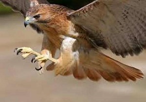 مداوای پرنده سارگپه زخمی و بازگرداندنش به طبیعت بانه
