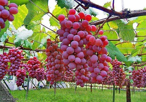 قیمت انواع میوه عادی،نمونه،بسته بندی و دستچین + جدول