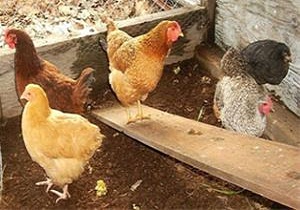برخورد قانونی با فروشندگان طیور زنده در آبیک
