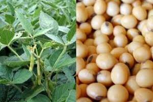 کشت سویا در بیش از 15هزار هکتار از اراضی کشاورزی گرگان