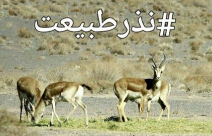 پدیده&zwnj;ای جدید به نام&laquo;نذر محیط&zwnj;زیست&raquo;/پاسخ مثبت مردم برای کمک به حیوانات گرسنه