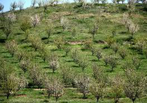 عملیات اجرایی طرح کاداستر در سطح 40 هزار هکتار از باغات لرستان