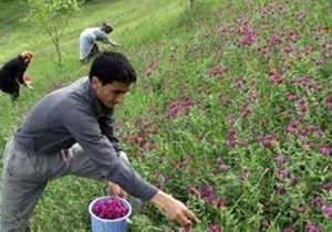 افزایش دوبرابری سطح زیرکشت گیاهان دارویی دراصفهان