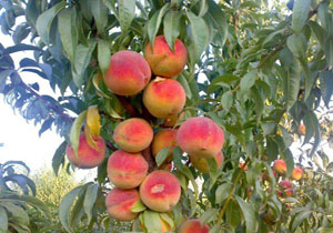 برداشت هلوهایی به رنگ زعفران