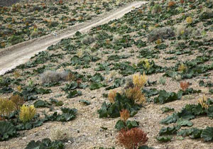 روستای چشمه گز با دشت ریواسش