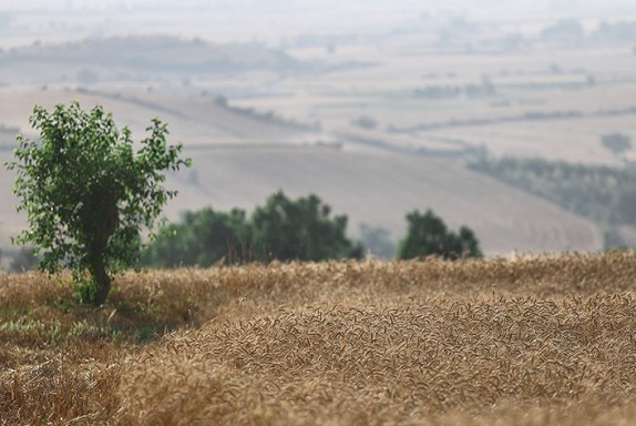 رشد دو برابری تولیدات کشاورزی