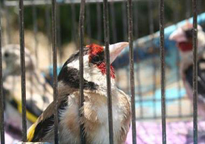 نجات ۳۲ قطعه پرنده سهره توسط محیط ‌بان لرستانی