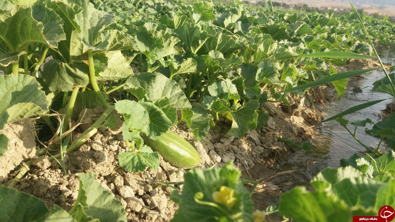 مزرعه خربزه در روستای عشق&zwnj;آباد + تصاویر