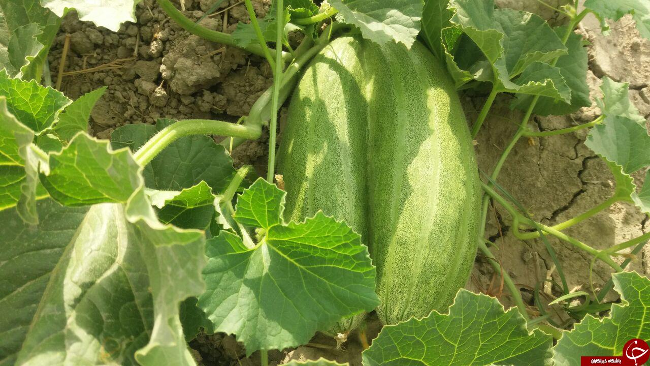 مزرعه خربزه در روستای عشق&zwnj;آباد + تصاویر
