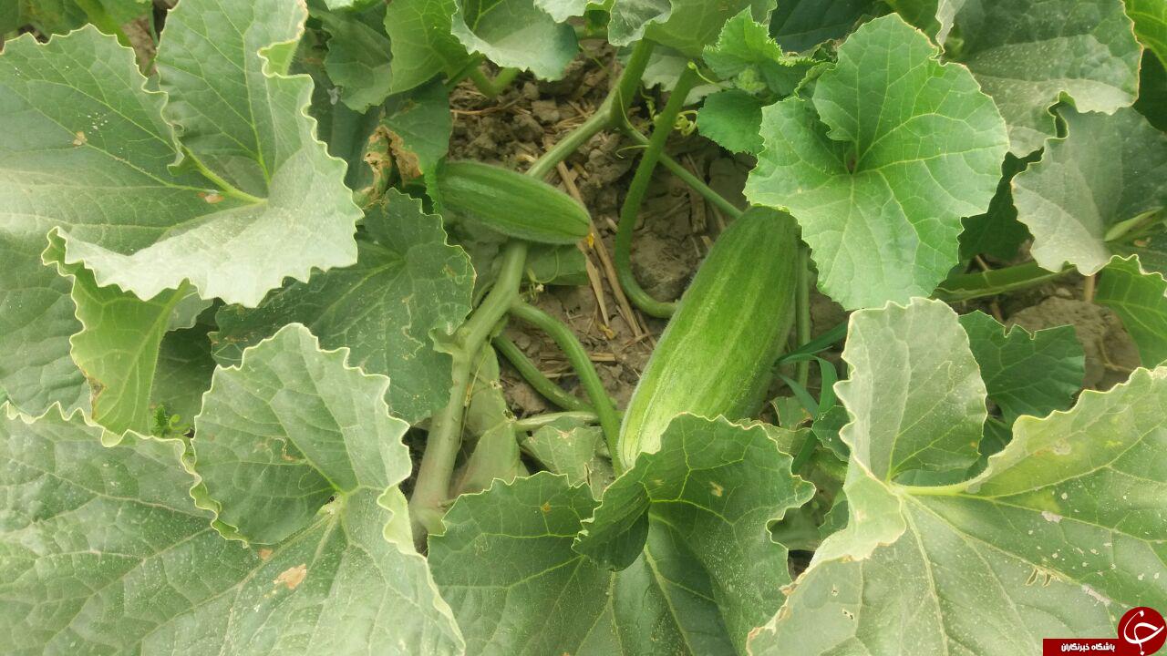 مزرعه خربزه در روستای عشق&zwnj;آباد + تصاویر