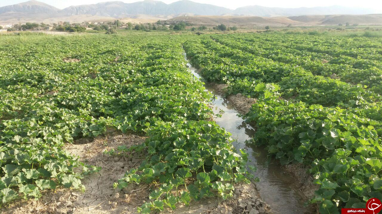 مزرعه خربزه در روستای عشق&zwnj;آباد + تصاویر