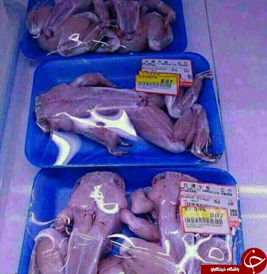 فروش گوشت قورباغه در تهران؟!